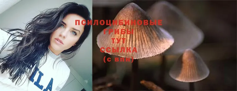 где купить наркотик  ОМГ ОМГ как зайти  Галлюциногенные грибы Psilocybe  Омутнинск 